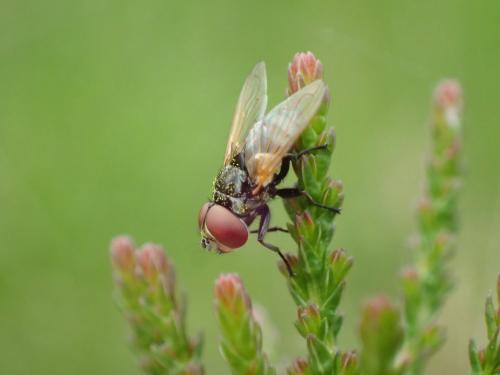 Phasia obesa